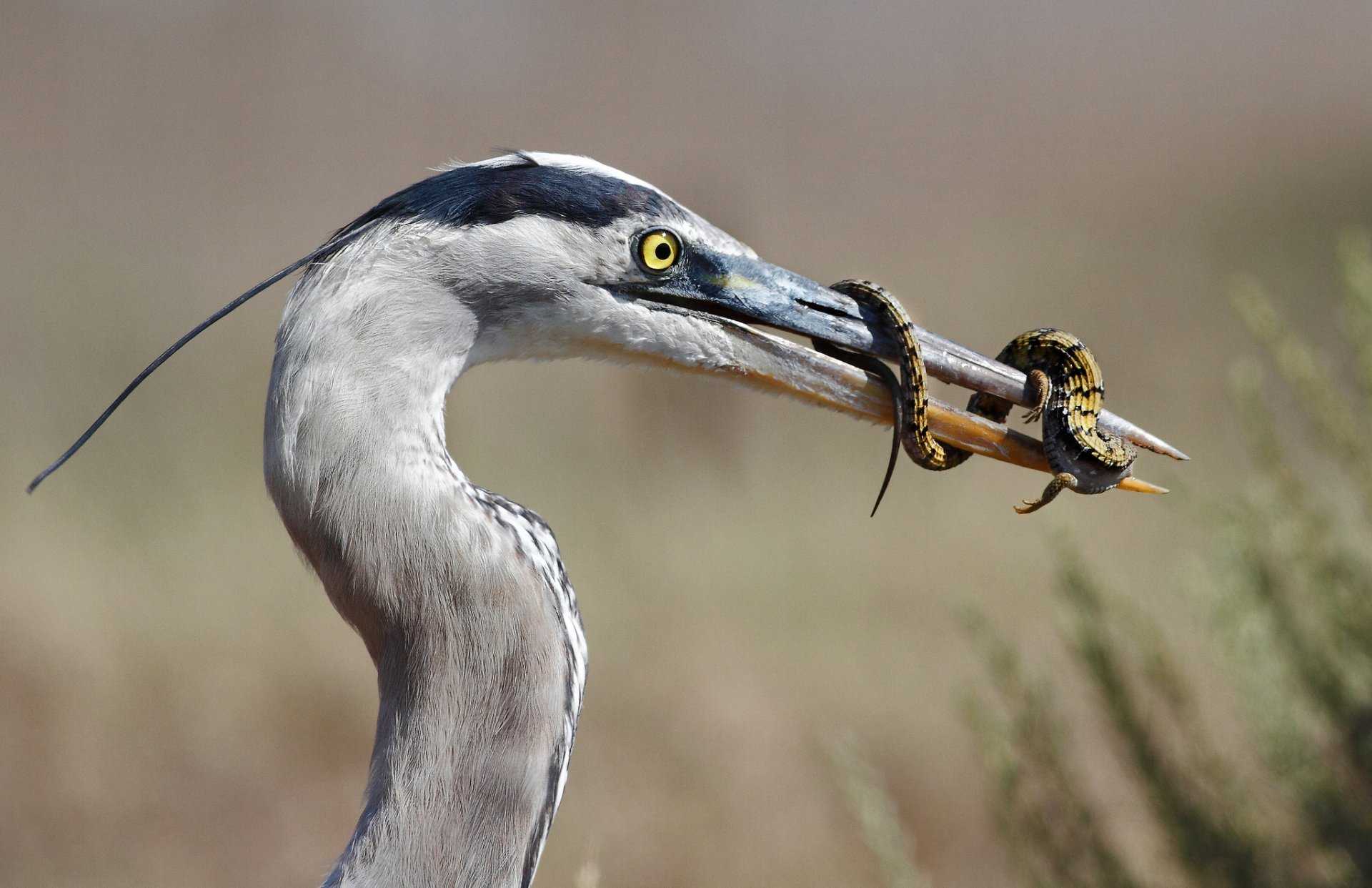 Большая голубая цапля - great blue heron