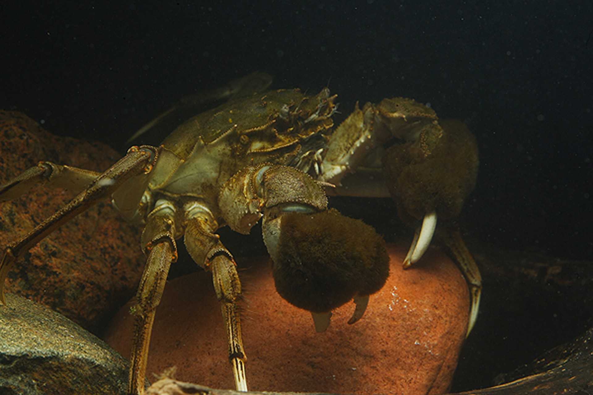 Крабы черного моря