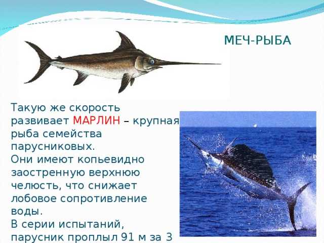 Рыба-меч: как выглядит, фото и описание