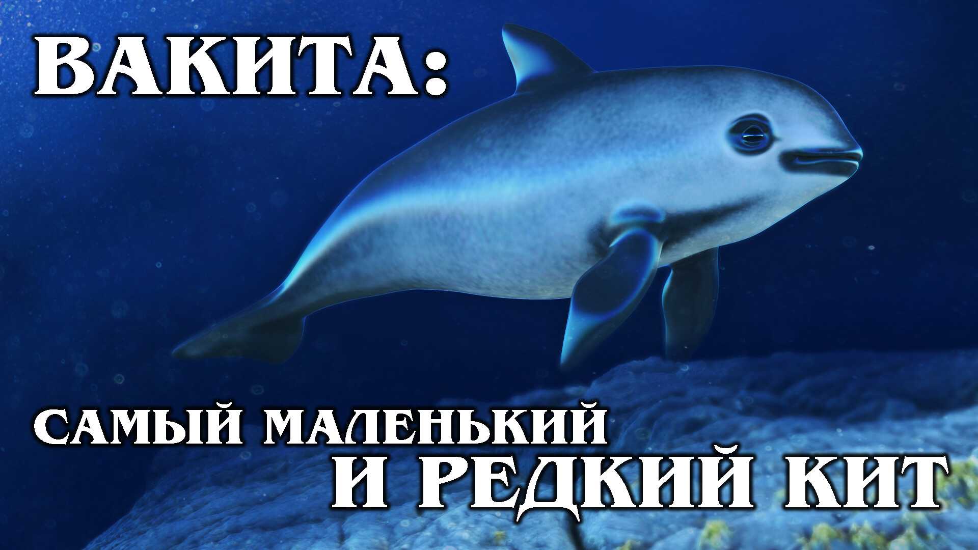 Наиболее редкие морские млекопитающие - zefirka