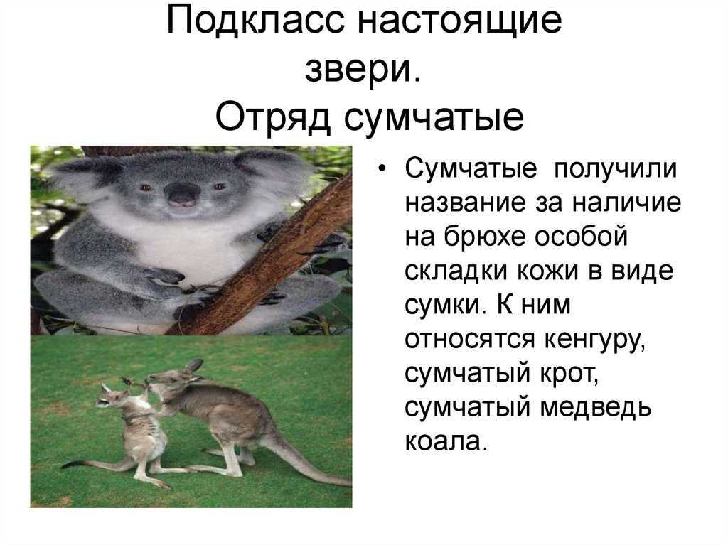 Сумчатые млекопитающие: представители и их характеристика
