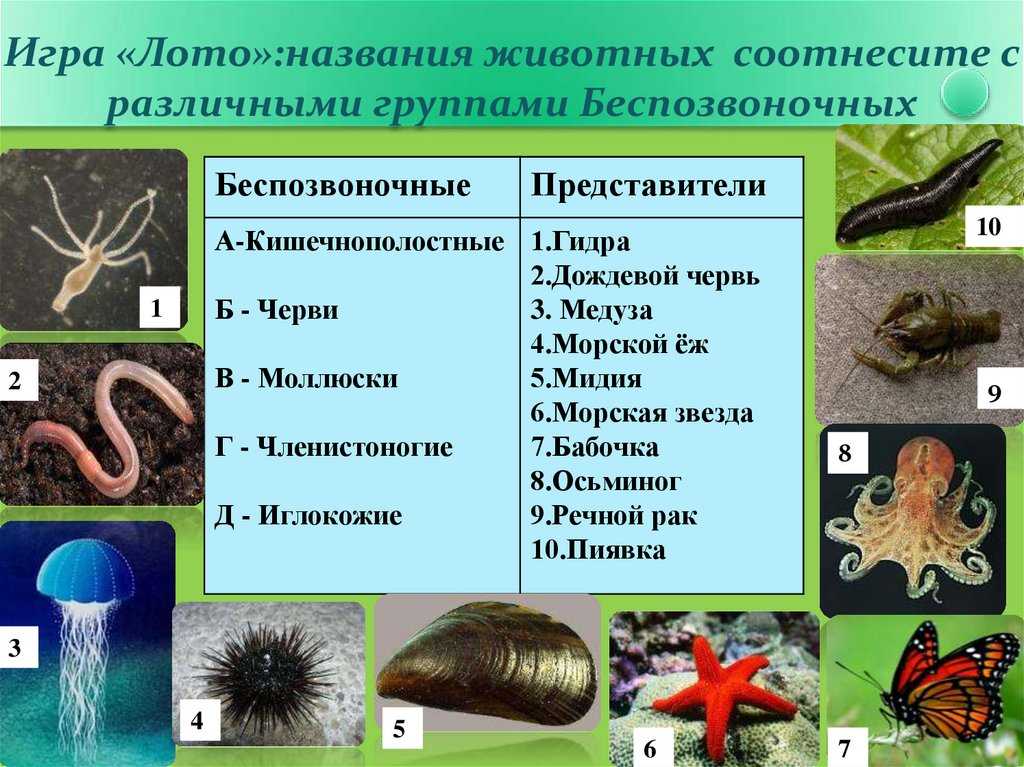 Беспозвоночные: характеристики, группы и среда обитания