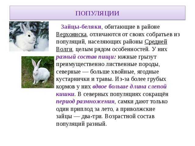 Интересные факты о зайцах: разновидности и образ жизни ушастых прыгунов
