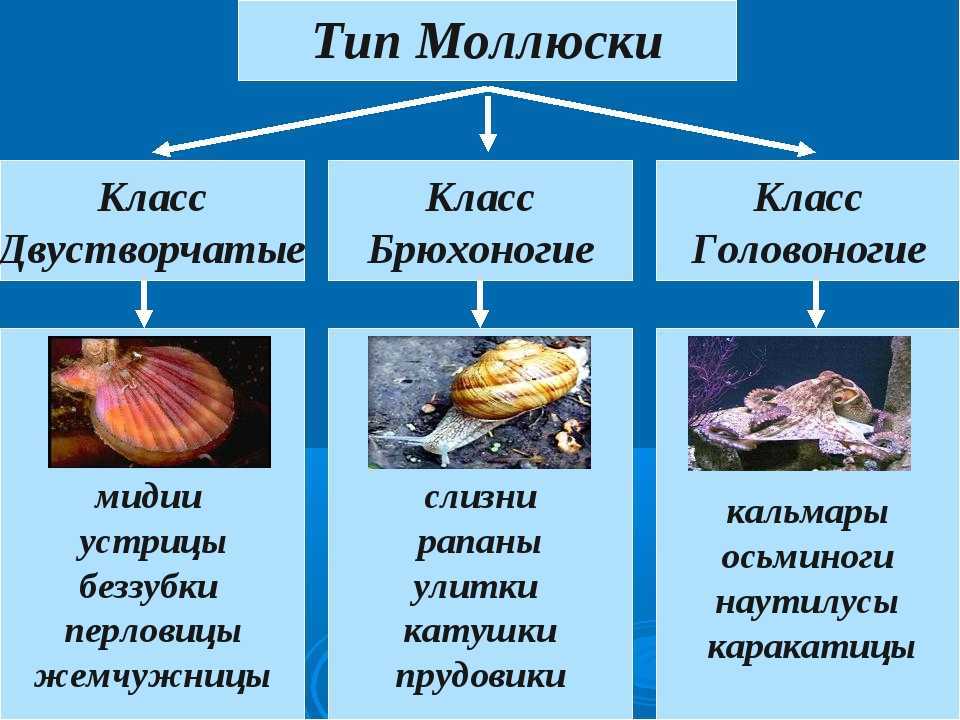 Вонголе (венерка): описание, виды, образ жизни, среда обитания и размножение