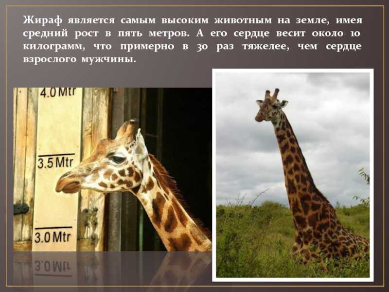 Любопытные факты о жирафах