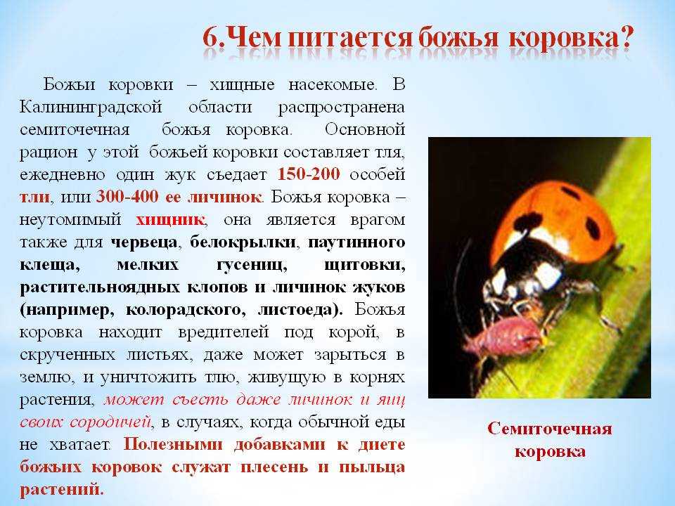 Интересные факты о божьих коровках