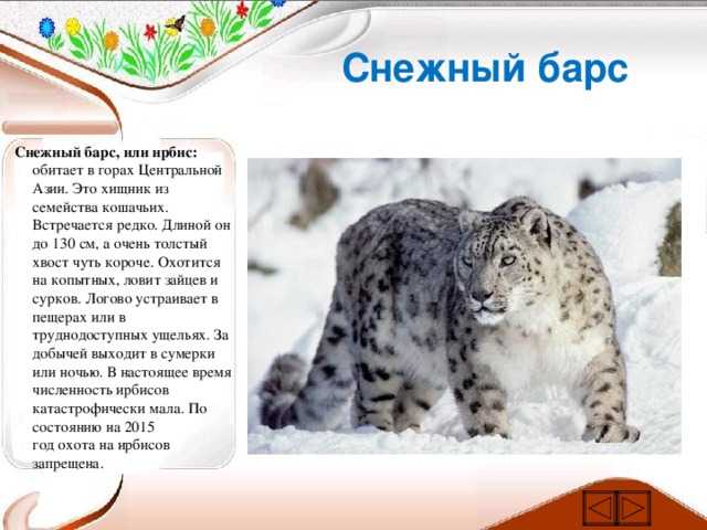 Другие крупные кошки: ягуар, снежный барс, дымчатый леопард