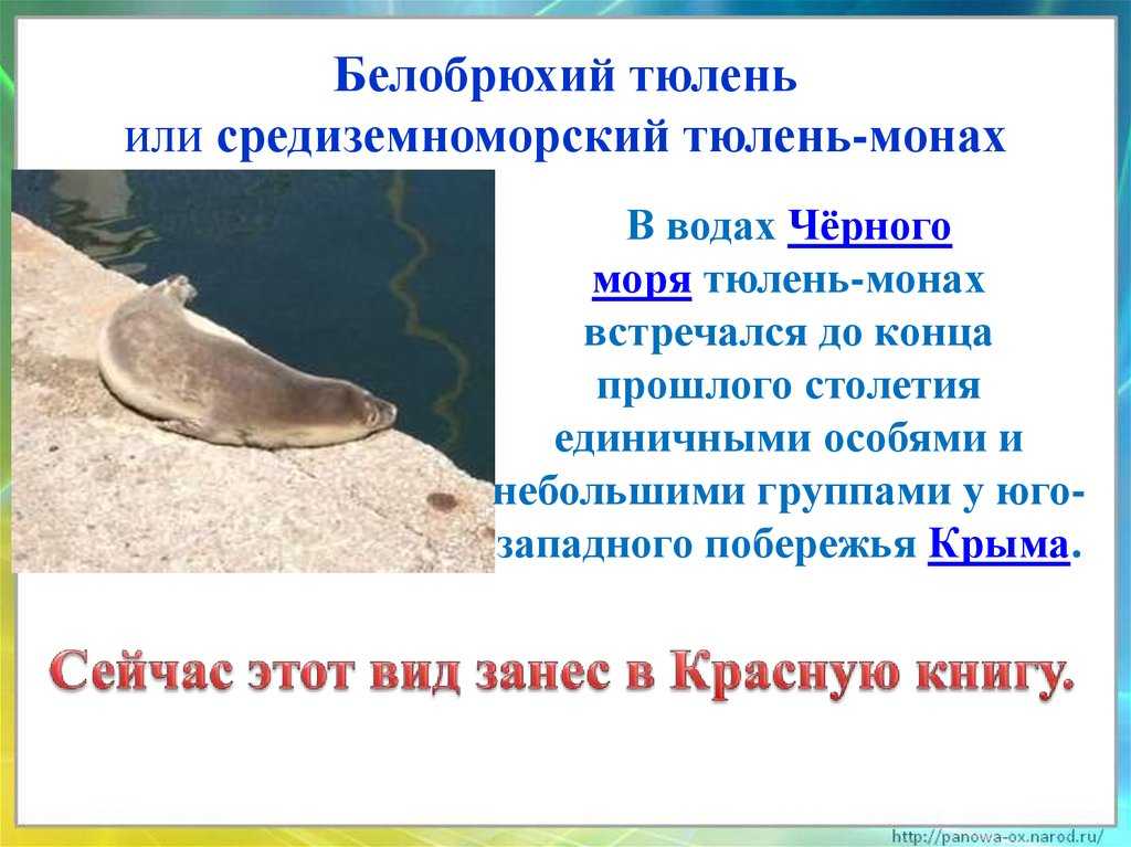 Карибский тюлень-монах