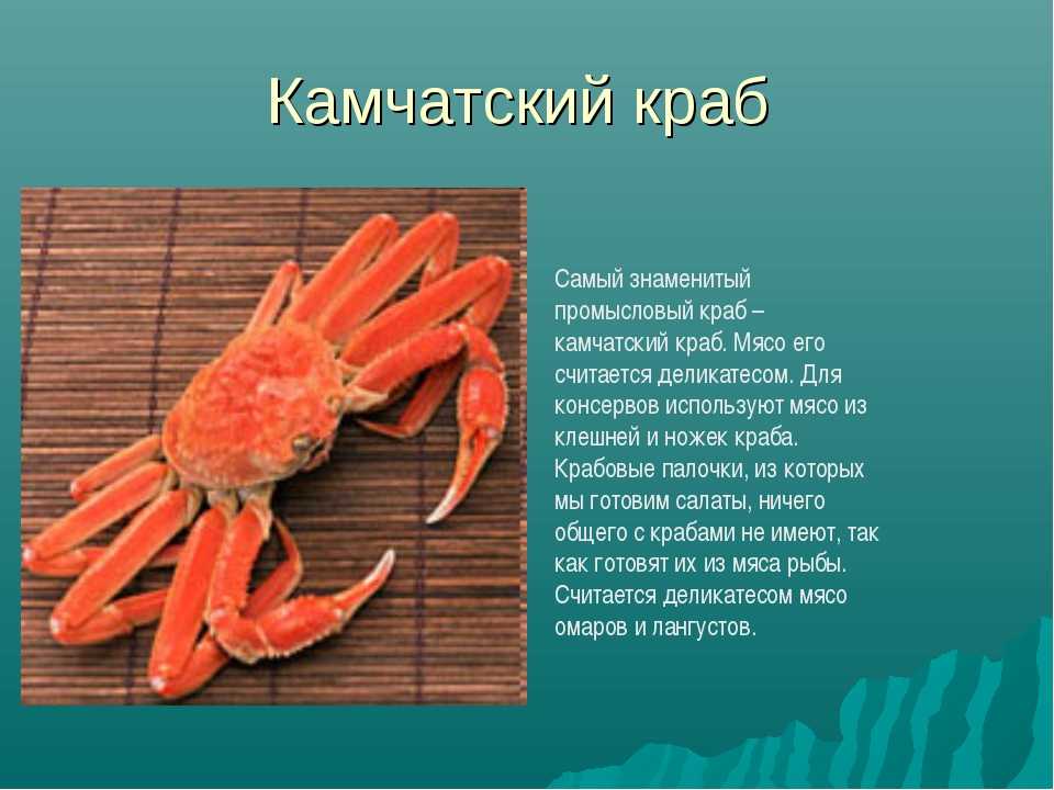 Радужный краб. описание, особенности, фото, образ жизни и среда обитания | живность.ру