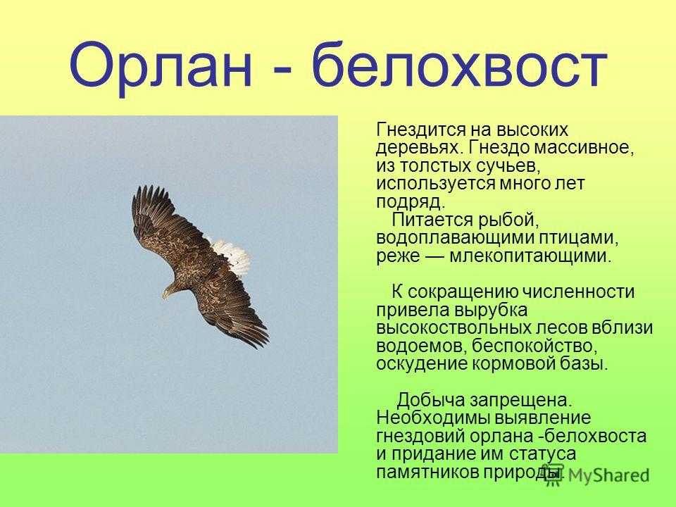 Орлан-белохвост — энциклопедия руниверсалис