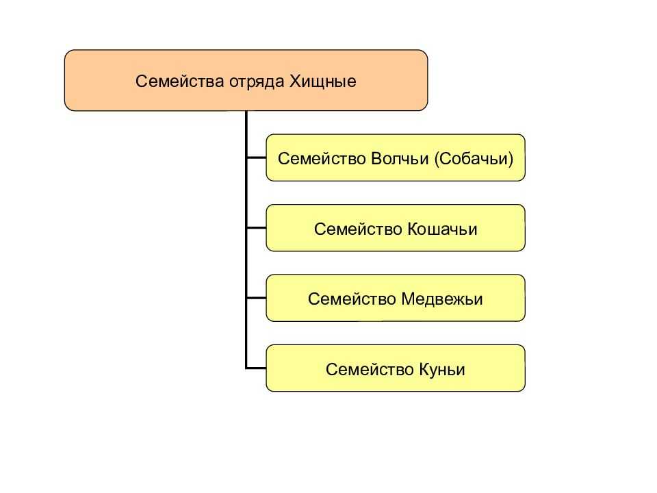Мангустовые
