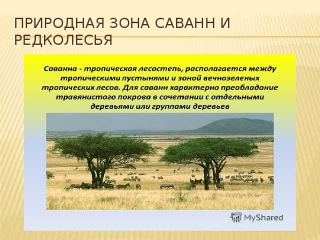Природные зоны америки и их краткая характеристика - tarologiay.ru