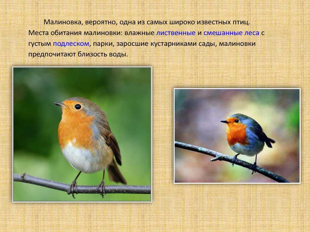 Лесная завирушка (prunella modularis)