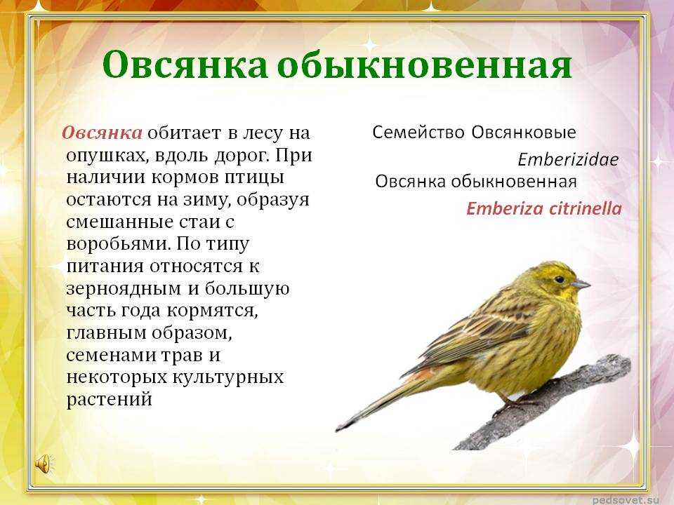 Обыкновенная овсянка (emberiza citrinella)