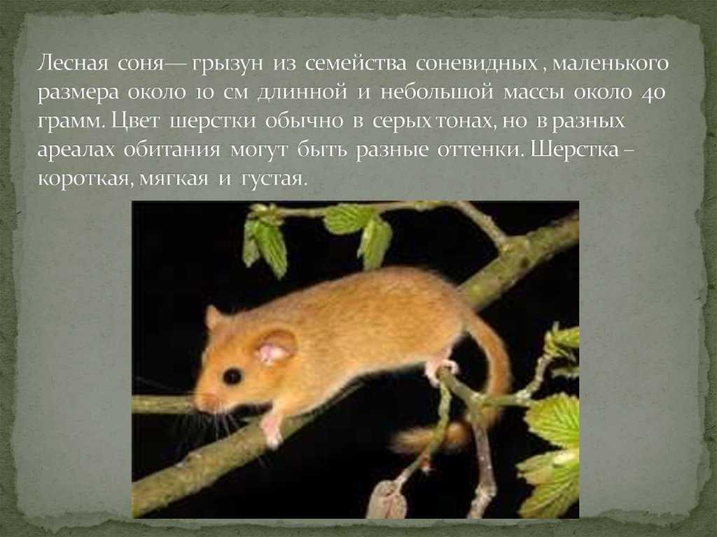 Сони-полчки: внешний вид, фото, особенности, интересные факты, среда обитания