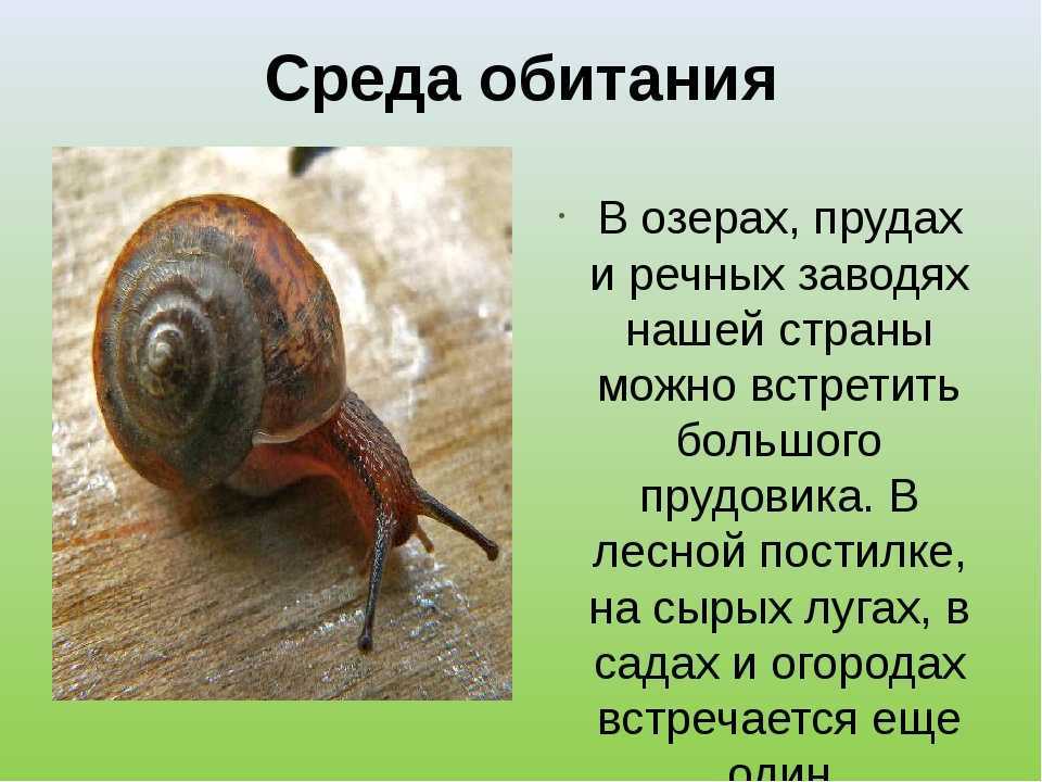 Местообитание жемчужницы европейской