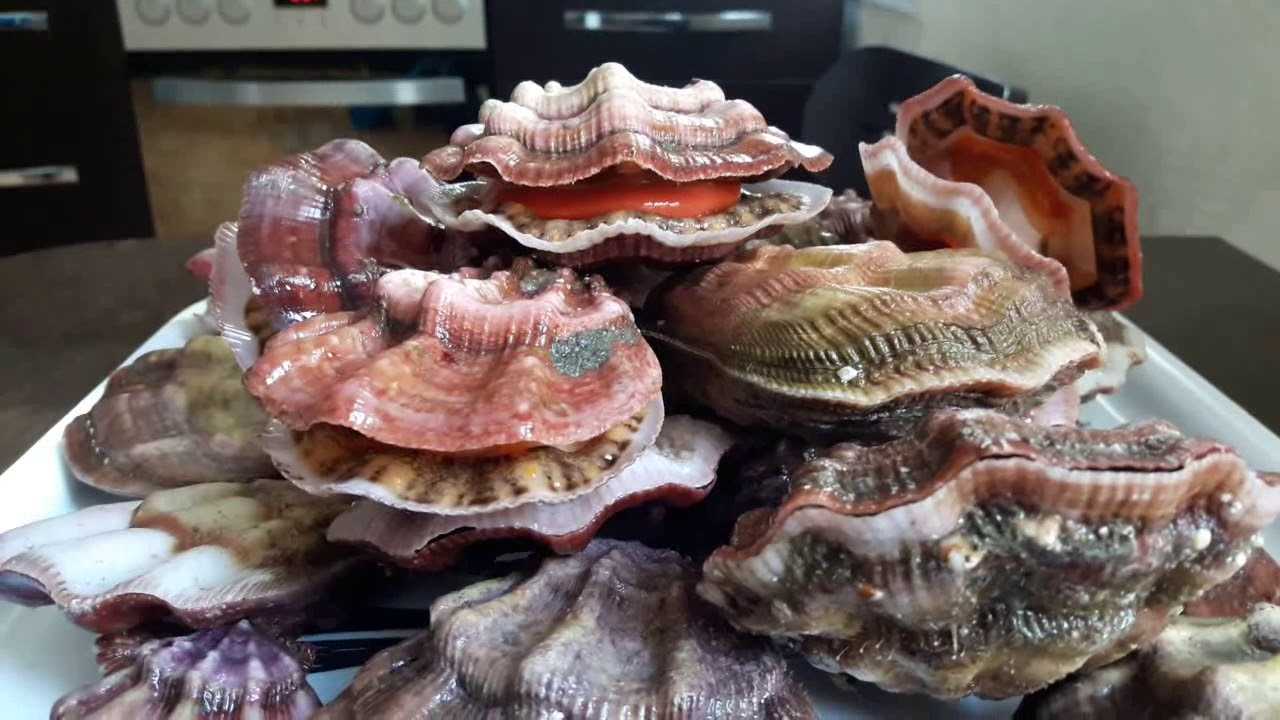Морские гребешки: польза и вред для организма