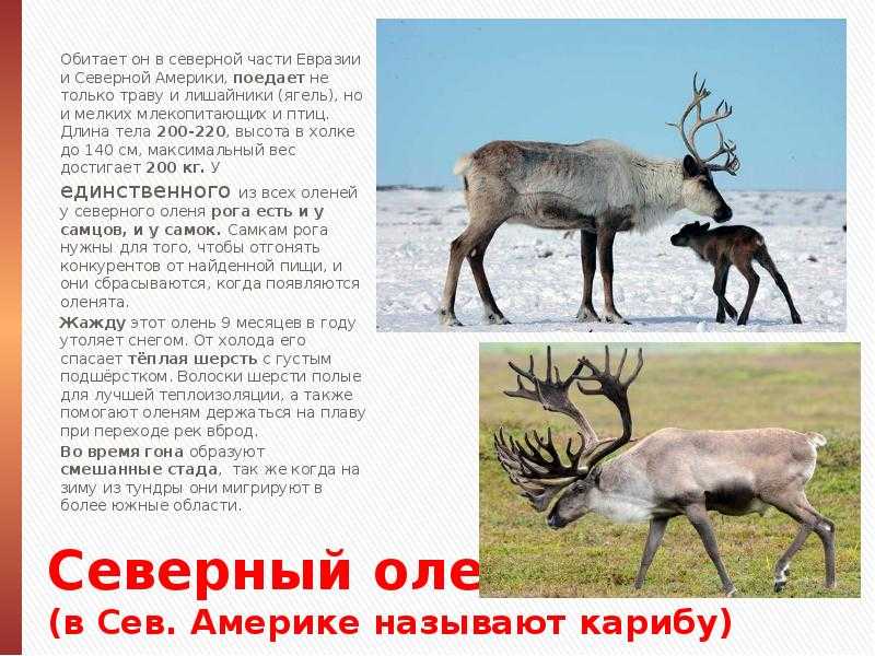 Олень