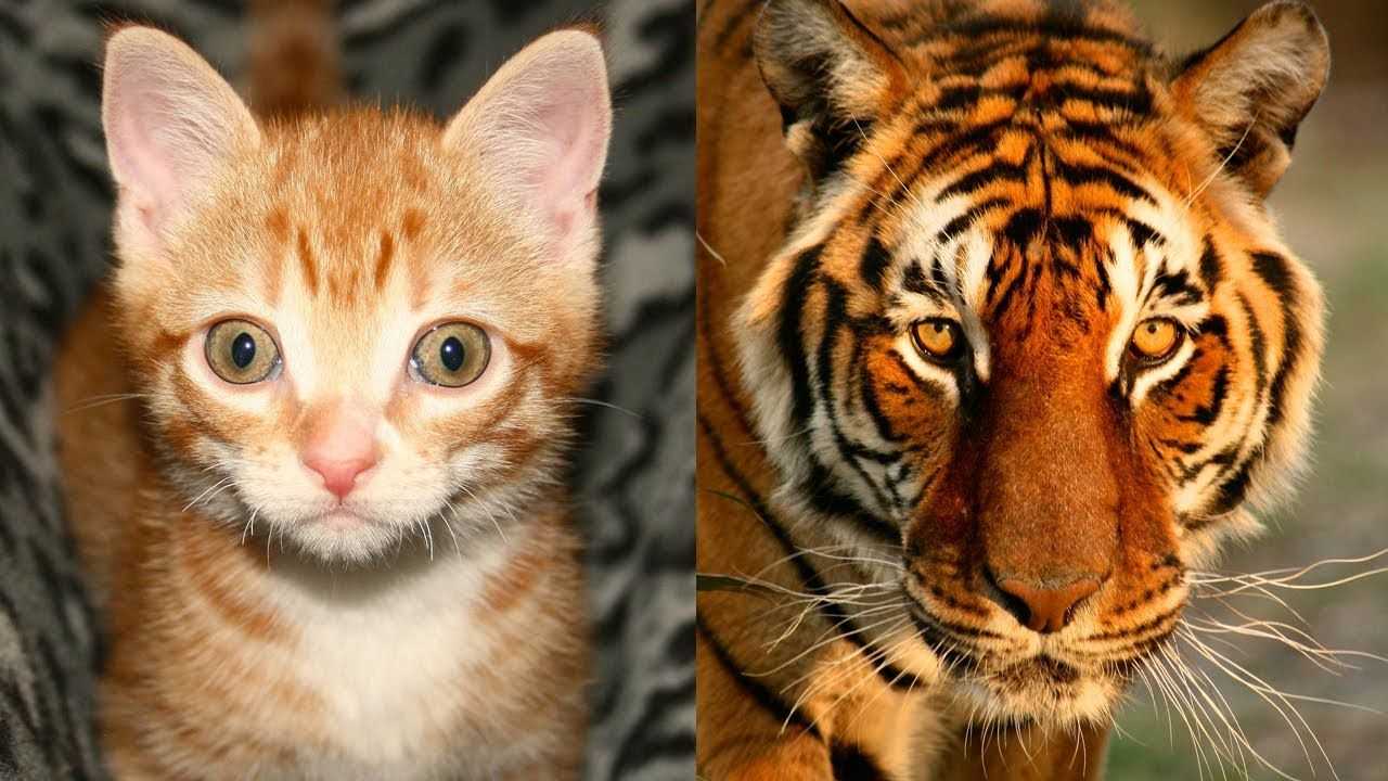 Кошки, похожие на тигра: дикие представители семейства кошачьих и породы домашних питомцев тигрового окраса