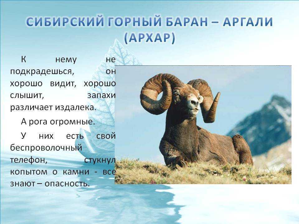Баран марко поло - архар | некоммерческий учебно-познавательный интернет-портал зоогалактика