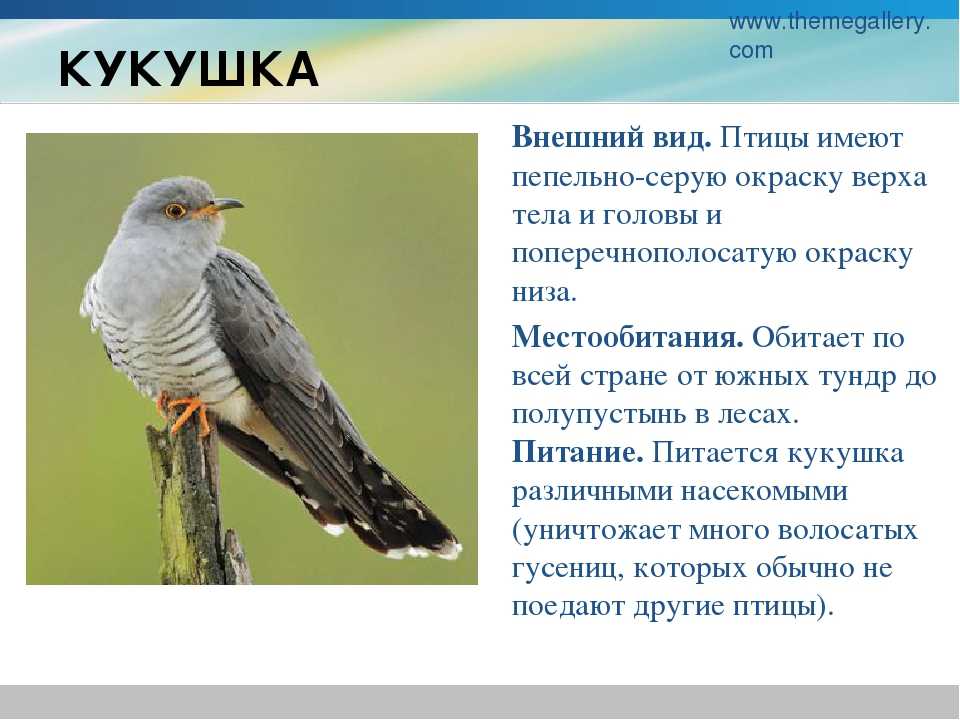 Список птиц иордании
