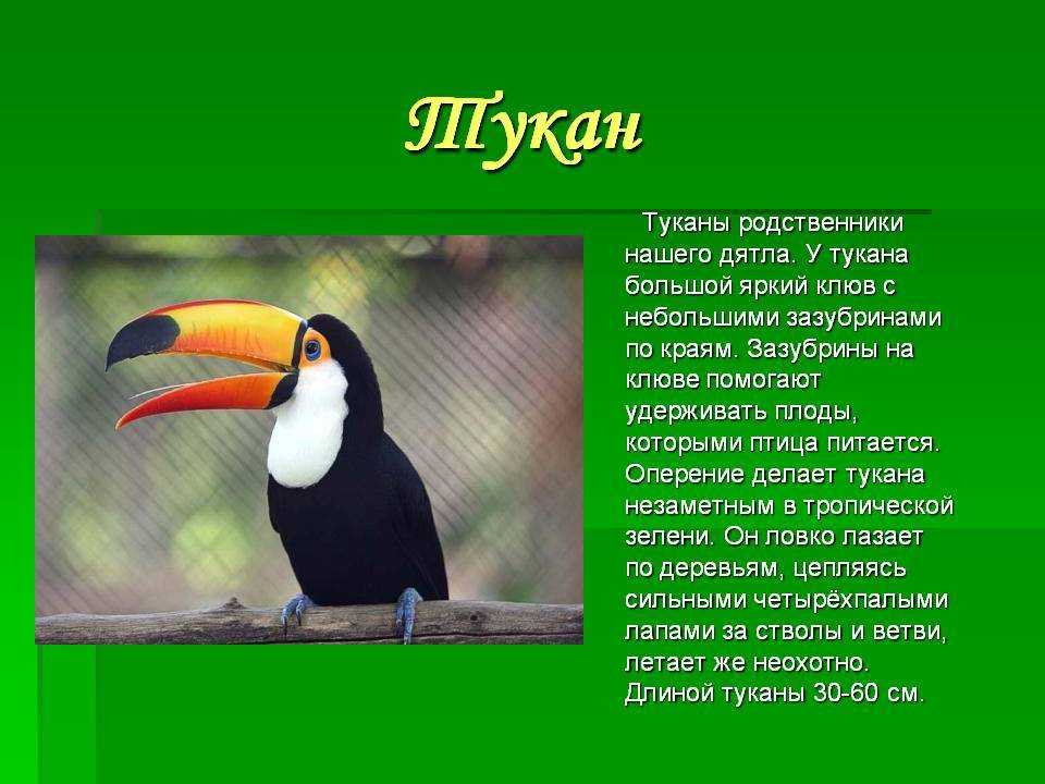 Изучаем попугая тукан: как содержать птичку дома