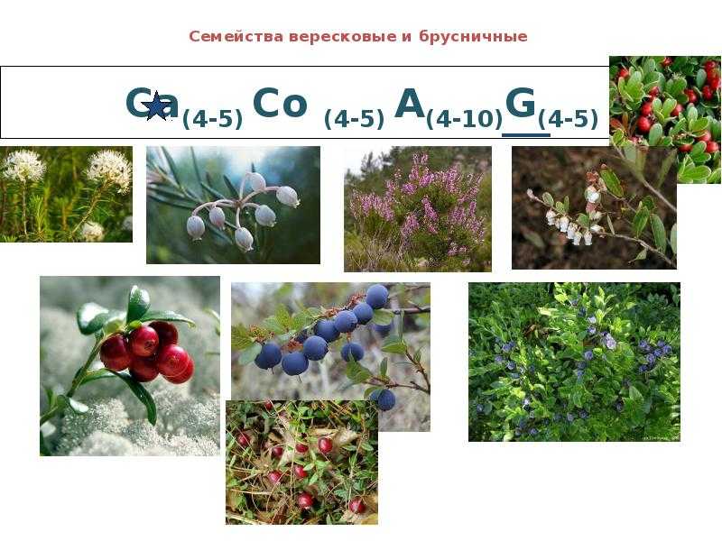 Семейство вересковые - описание, роды, растения-представители