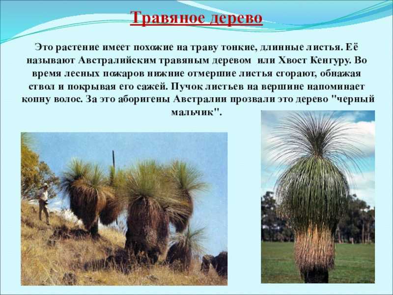 Исполинские кенгуру (macropus) | lifecatalog