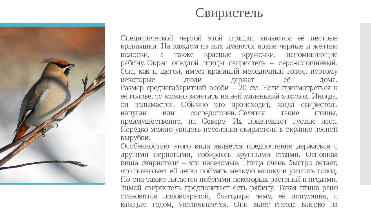 Птицы с хохолком: названия, описание, ареалы обитания