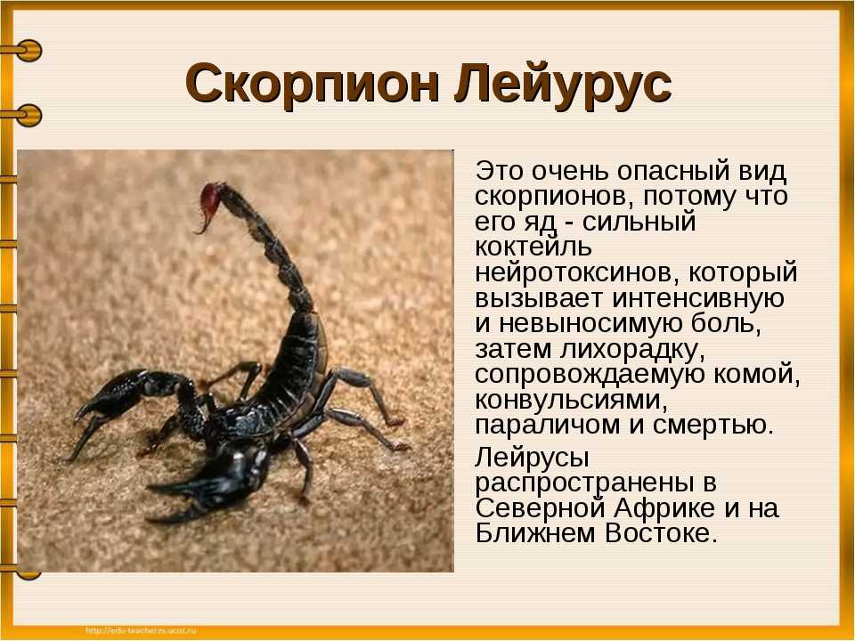 Жёлтый скорпион | мир животных и растений