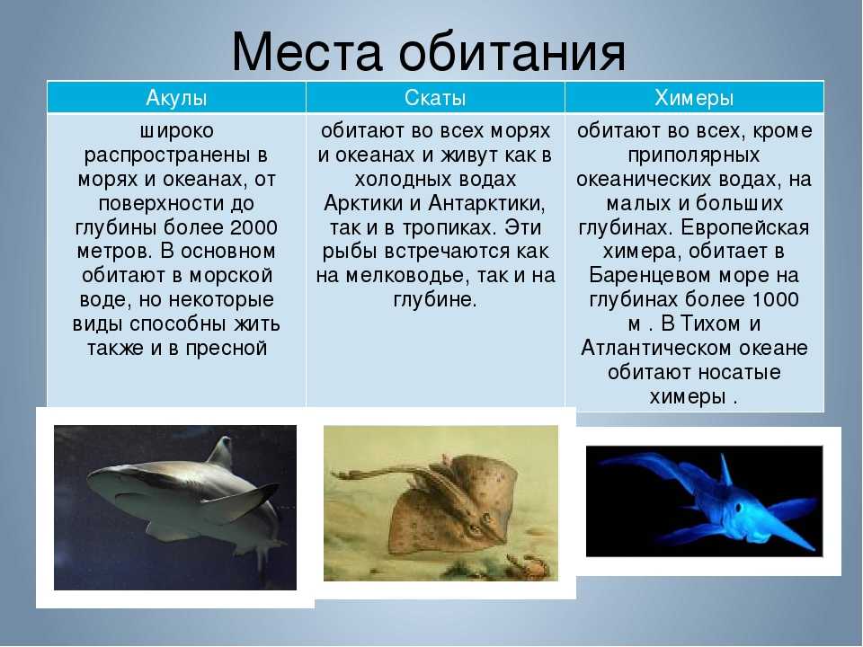 Аквариумные акулы: виды, содержание, фото
аквариумные акулы: виды, содержание, фото