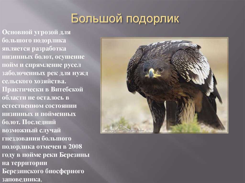 Подорлик