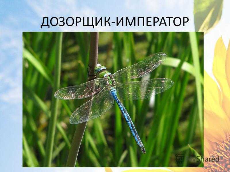 Дозорщик-император: фото и образа жизни стрекозы