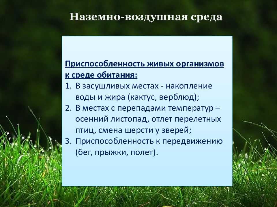 Снежный баран
