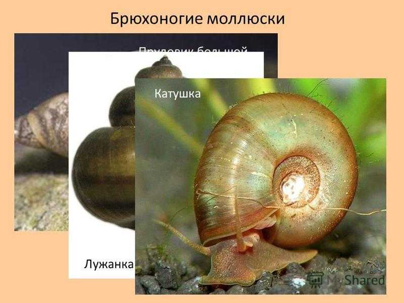 Улитка лужанка — неприхотливый моллюск — все про улиток — самая полная энциклопедия про улиток.