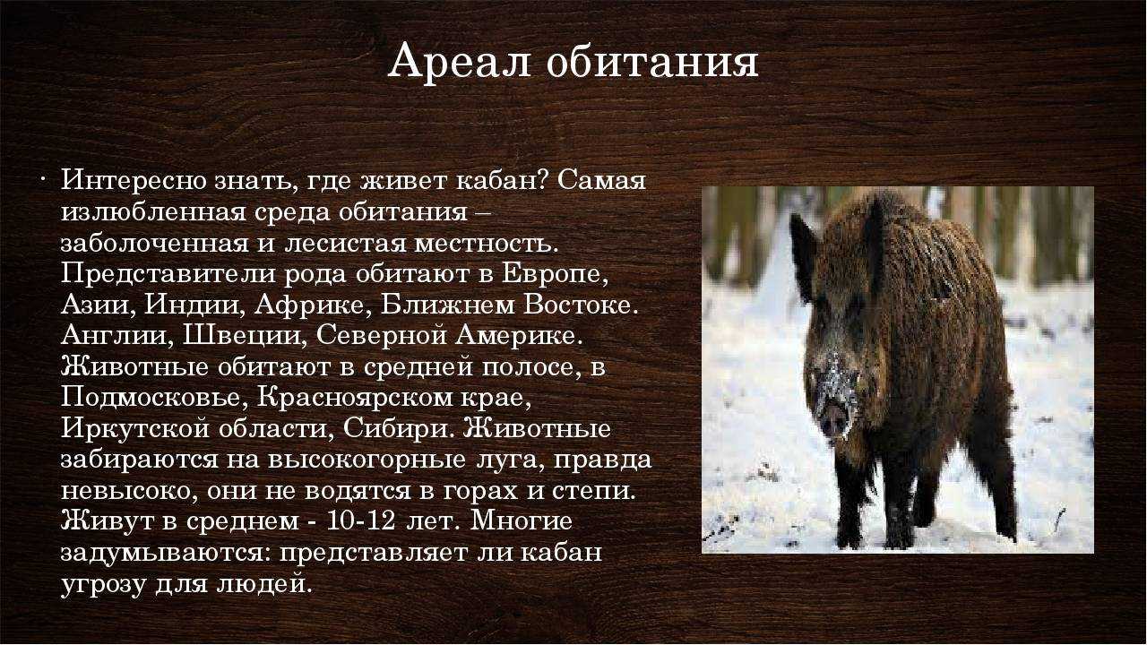 Филин — где обитает эта птица? фото, видео, образ жизни