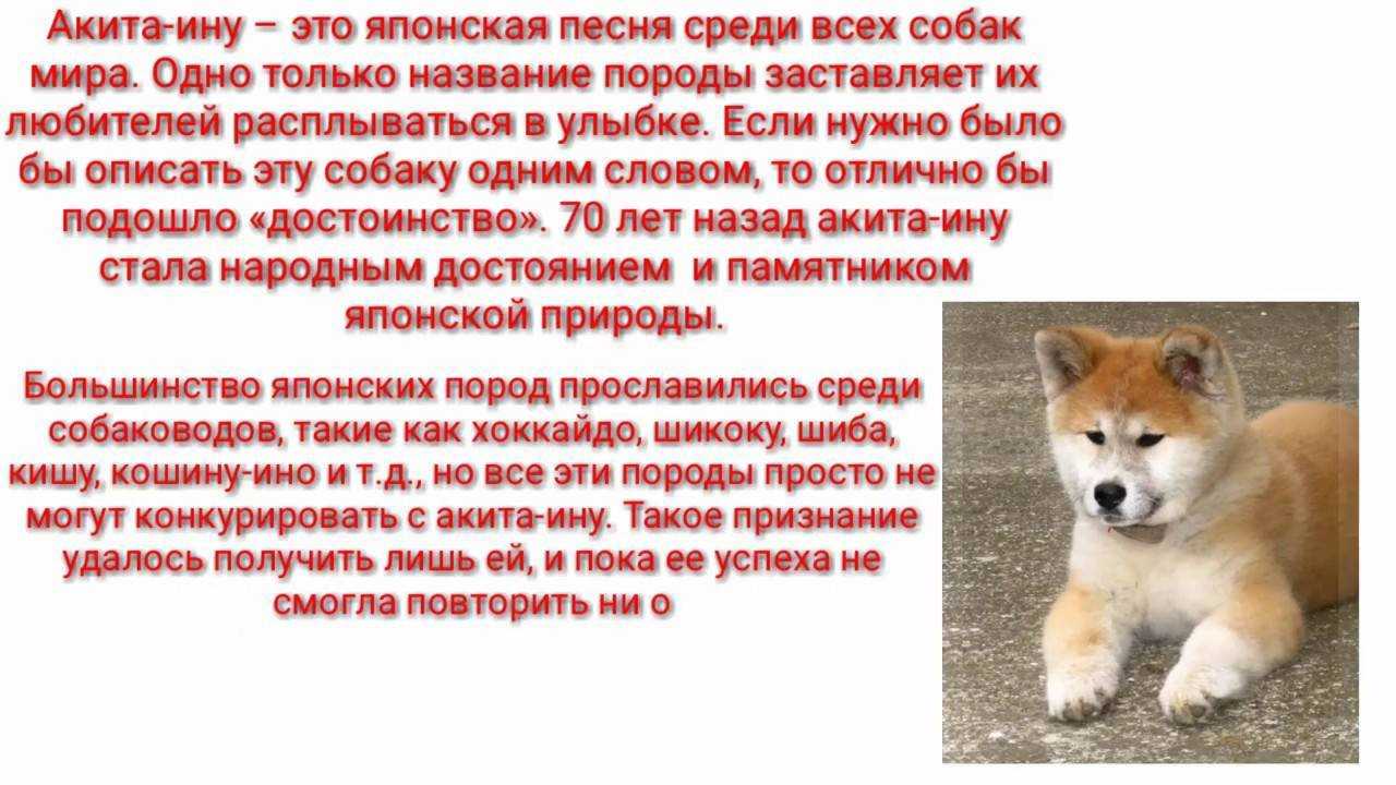 Акита-ину