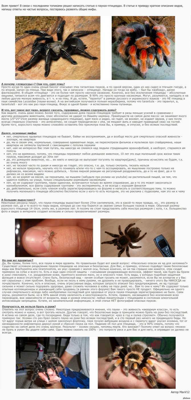 Паук птицеед. описание, особенности, виды, образ жизни и среда обитания птицееда | живность.ру