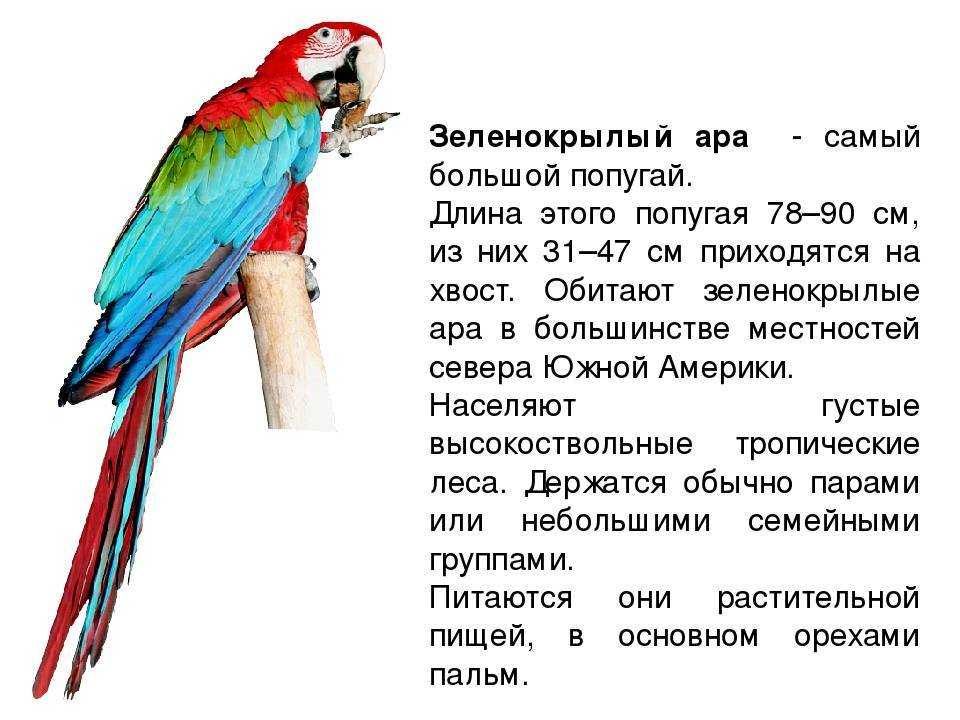 Зеленокрылый ара Ara chloroptera - один из самых крупных попугаев: длина его тела варьирует от 78 до 90 см, длина хвоста 31-47 см; вес 950-1700 г Распространен в Колумбии, Панаме, Венесуэле, Тринидаде, Гайане, Боливии, Парагвае и Аргентине