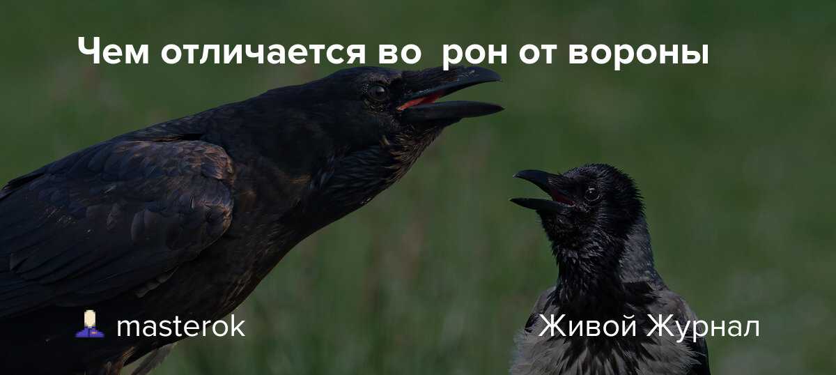 Ворон