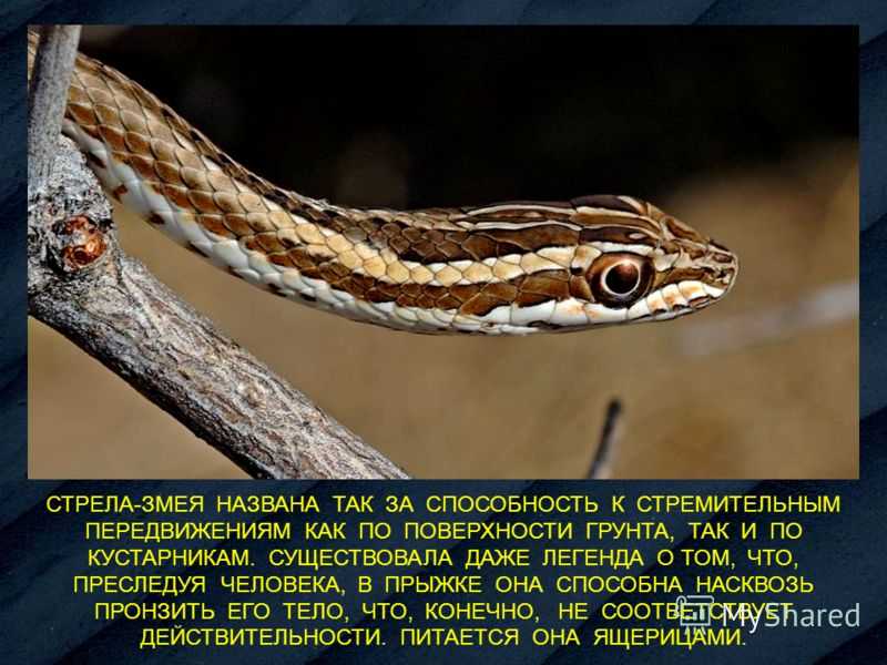 Жёлтая змея: названия и характеристика разных видов | meduza4u