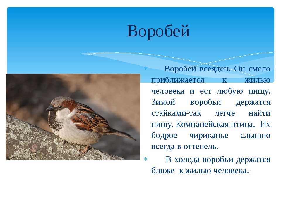 Воробей — особенности птицы, образ жизни, питание, размножение (103 фото + видео)
