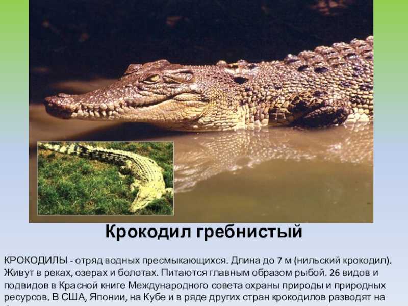 Крокодил: описание, видео, фотографии, характеристики крокодилов