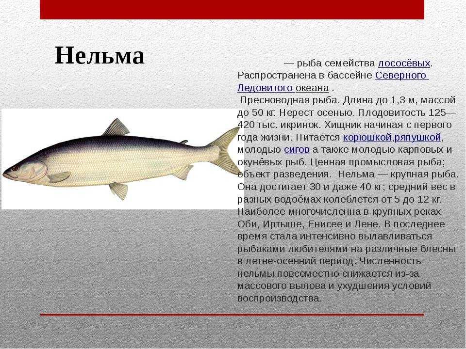 Рыба нельма - описание, внешний вид, подвиды, способы ловли, снасти