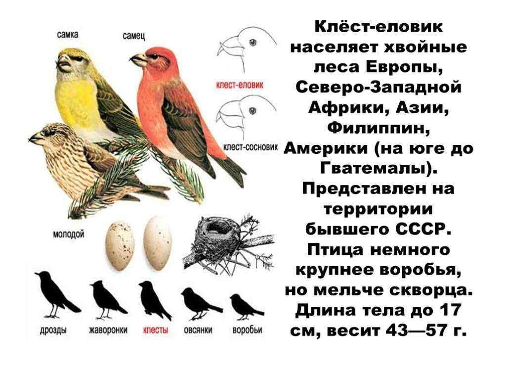​50 интересных фактов о клестах — общенет