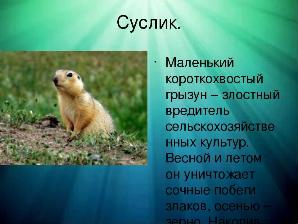 Сурок. как выжить в колонии