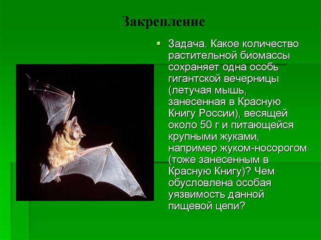 Вечерница обыкновенная летучая мышь
