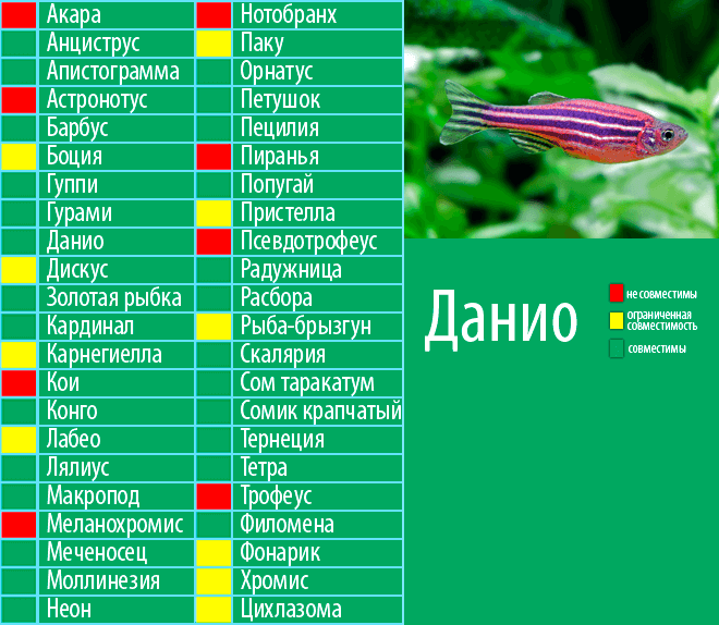 Барбусы: виды, разновидности, фото, как выглядит, содержание и уход, аквариумные рыбки, совместимость с другими рыбами, сколько живут, кормление, корм, болезни