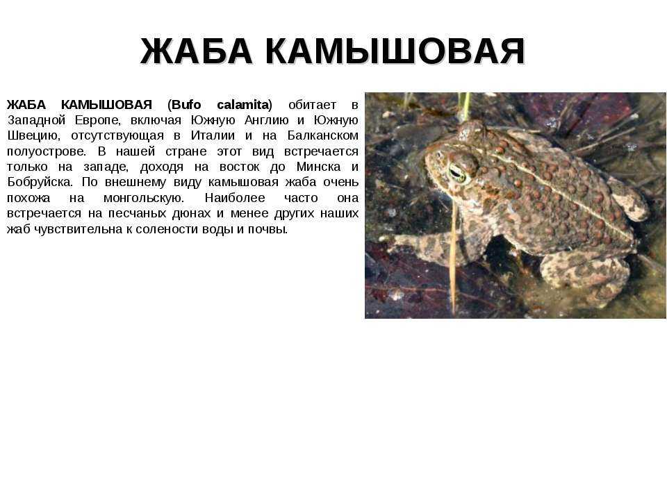 Лягушки, чесночницы и жабы чем питаются, как зимуют