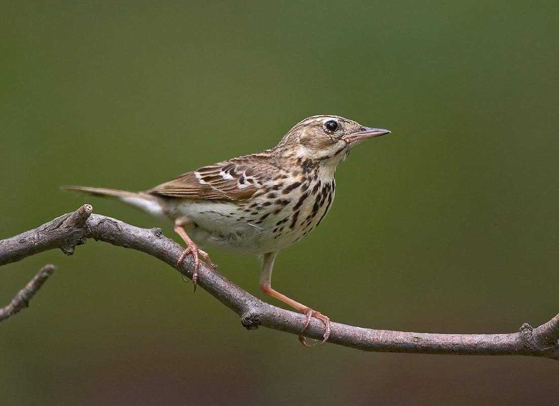 Лесной конёк (anthus trivialis)
